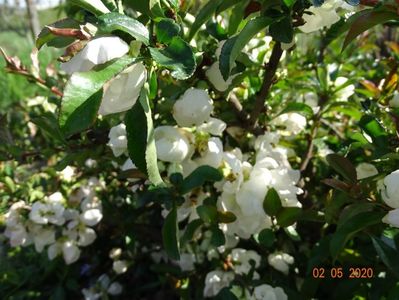 chaenomeles Nivalis