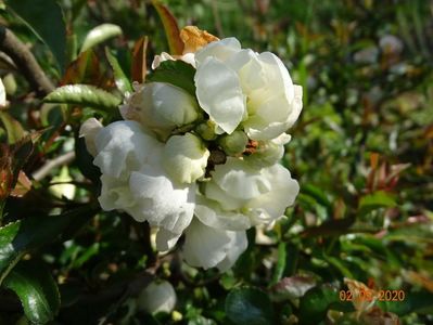 chaenomeles Nivalis