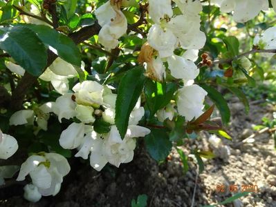 chaenomeles Nivalis