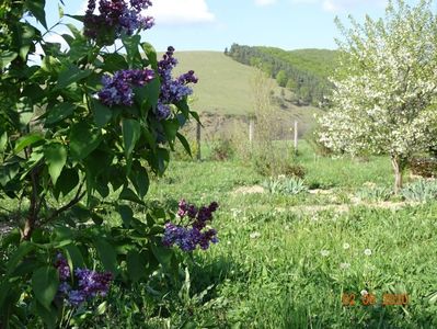 syringa Nadezhda