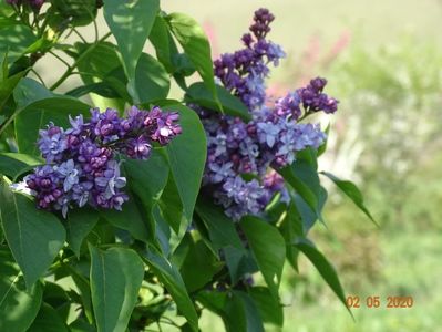 syringa Nadezhda