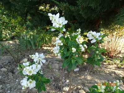 exochorda Magical Springtime