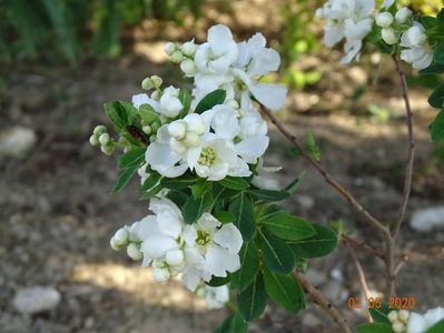 exochorda Magical Springtime