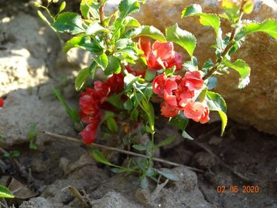 chaenomeles Red Joy