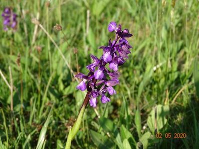 orchis morio