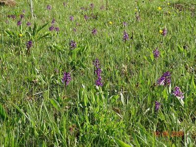 orchis morio