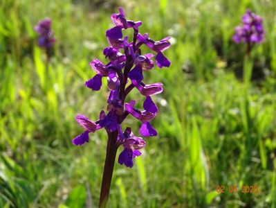 orchis morio