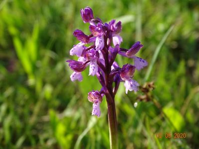 orchis morio