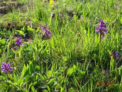 orchis morio