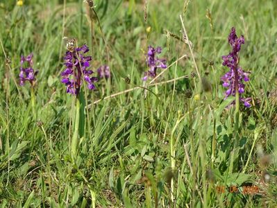 orchis morio