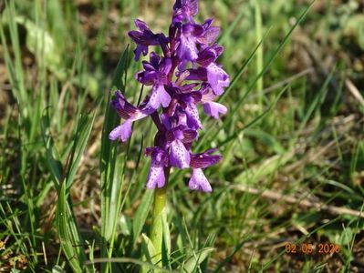 orchis morio