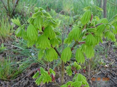 acer shirasawanum Aureum