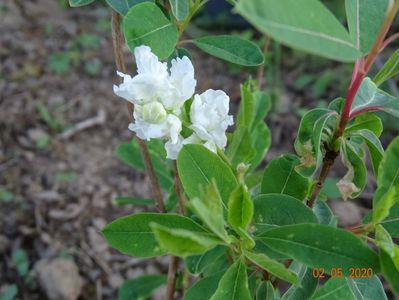 exochorda The Bride