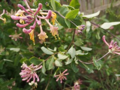 lonicera Gold Flame