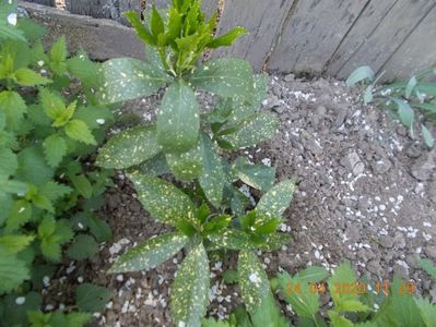 aucuba japonica variegata