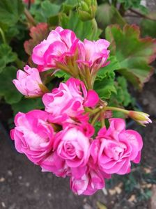 Australian Pink Rosebud