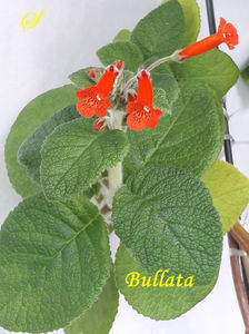 Bullata(8-05-2020)'