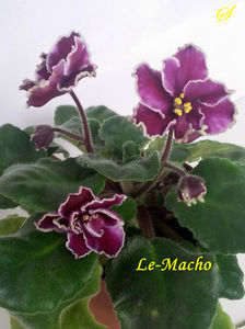 Le-Macho(8-05-2020)