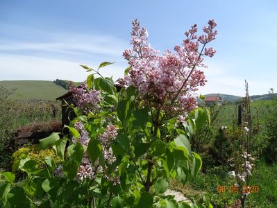 syringa California Rose