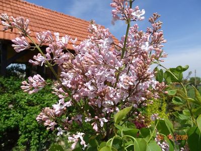 syringa California Rose