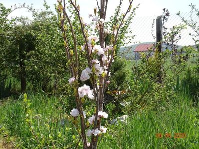 prunus Amanogawa