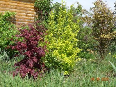 acer palm. Trompenburg si philadelphus Aureus