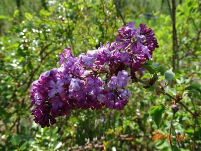 syringa Hortensja