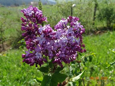 syringa Hortensja