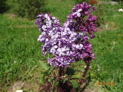 syringa Hortensja