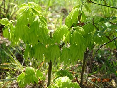 acer shirasawanum Aureum