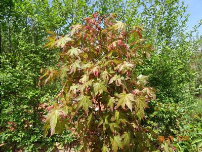 acer palmatum Asahi-zuru