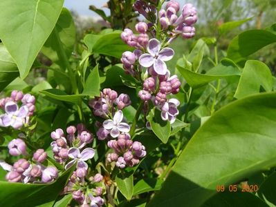 syringa Lila Wonder