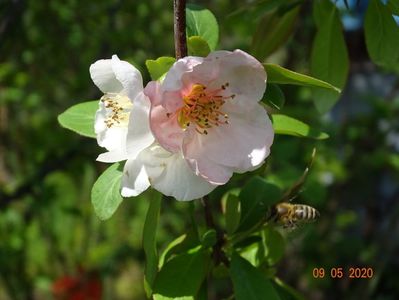 chaenomeles Toyo Nishiki