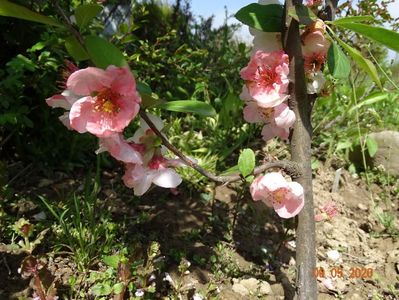 chaenomeles Toyo Nishiki