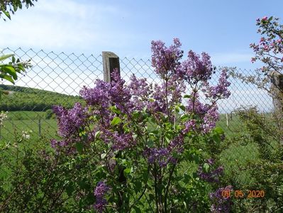 syringa Marechal Foch