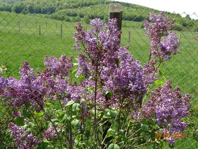 syringa Marechal Foch