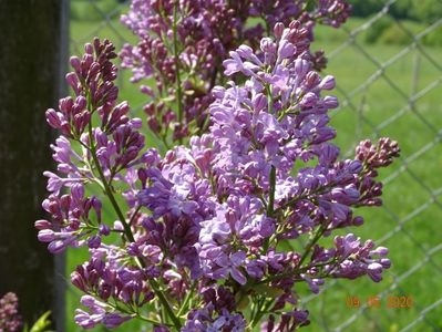 syringa Marechal Foch