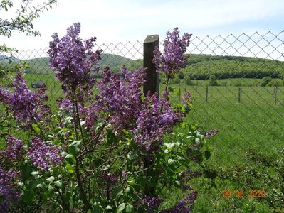 syringa Marechal Foch