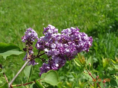 syringa Esther Staley