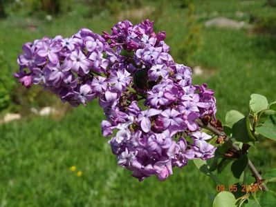 syringa Esther Staley