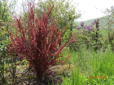 berberis Orange Rocket