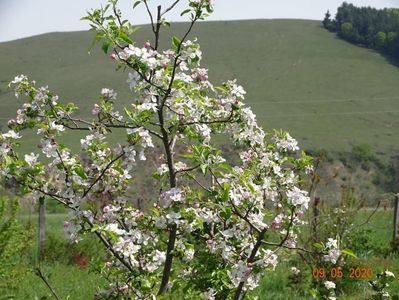 mar Golden Delicious