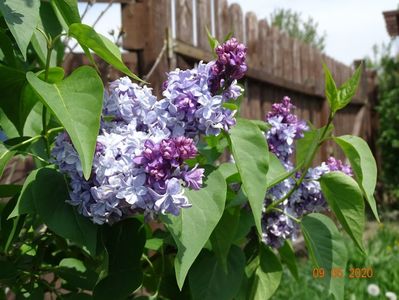 syringa Nadezhda