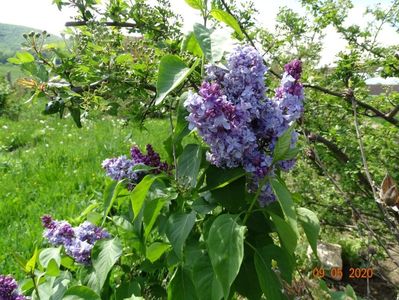 syringa Nadezhda