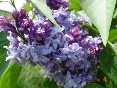 syringa Nadezhda