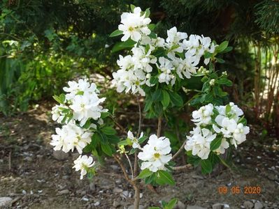 exochorda Magical Springtime