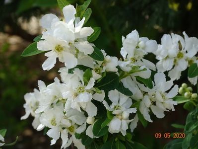 exochorda Magical Springtime