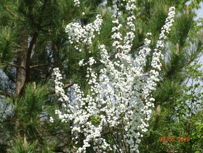 spiraea prunifolia Plena