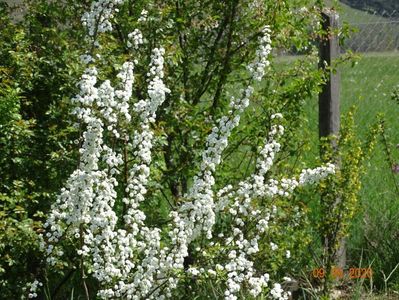 spiraea prunifolia Plena