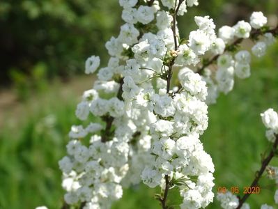 spiraea prunifolia Plena